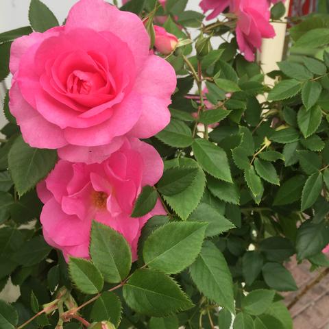 Wild Rose is a base for the Aurora Magical Collection for all skin types